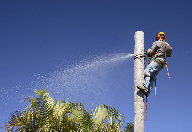 How Our Tree Care Process Works  in  Brooklyn Heights, OH