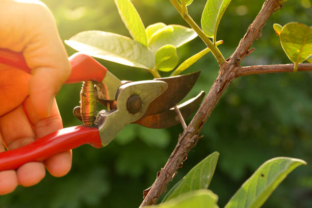 Best Weed Control  in Brooklyn Heights, OH